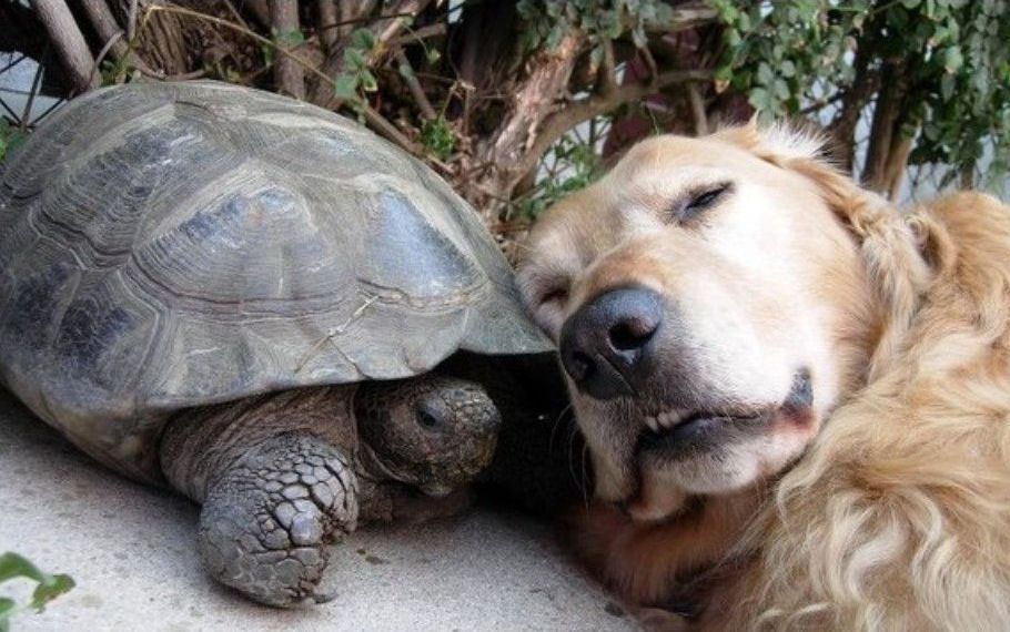 Are Tortoises Smarter Than Dogs 