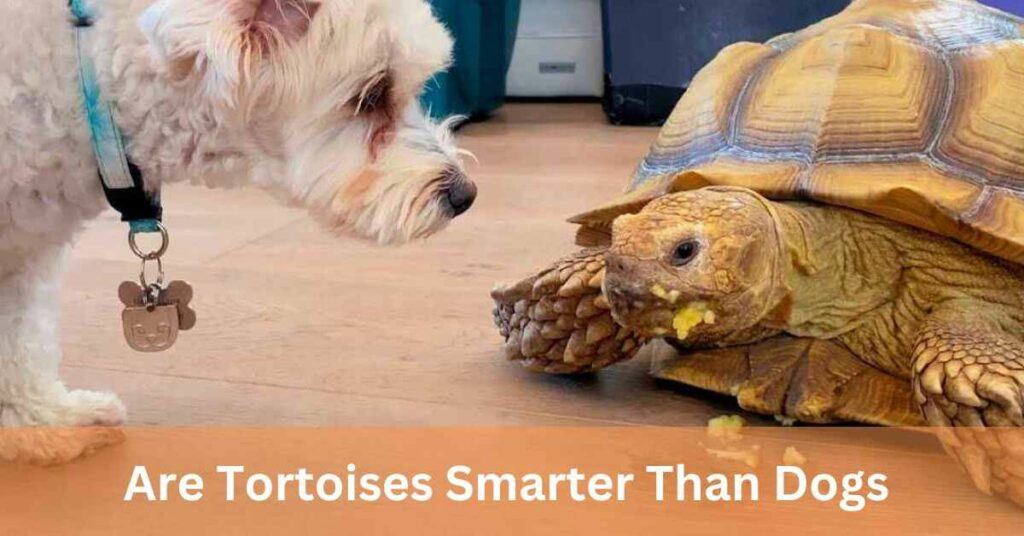 Are Tortoises Smarter Than Dogs