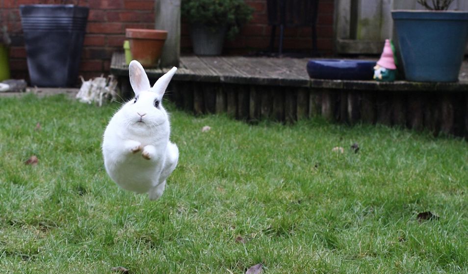 Binky Bonanza