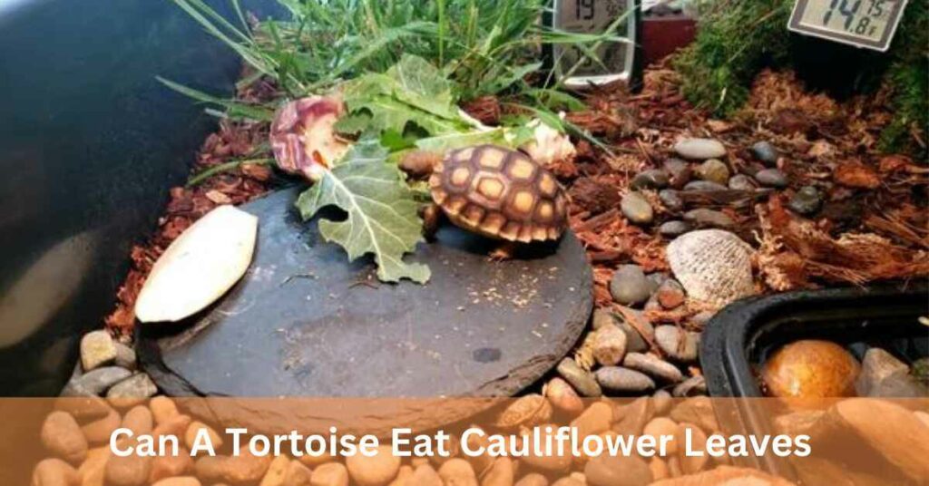 Can A Tortoise Eat Cauliflower Leaves