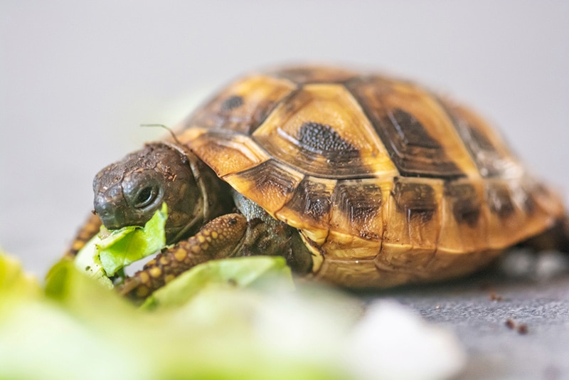 Can A Tortoise Eat Cauliflower Leaves In Moderation