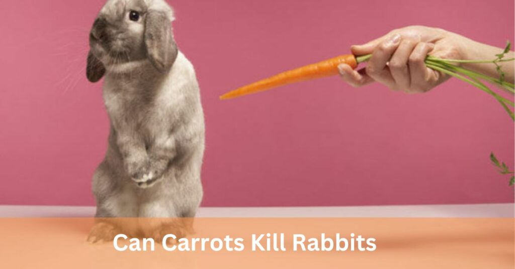 Can Carrots Kill Rabbits