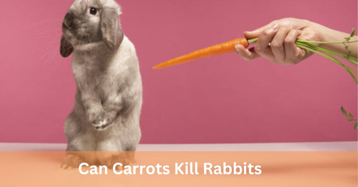 Can Carrots Kill Rabbits – Bunny Beware! – Animals fusion