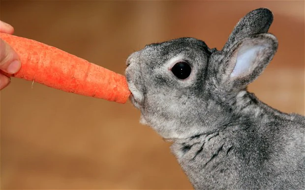 Can Carrots Kill Rabbits1