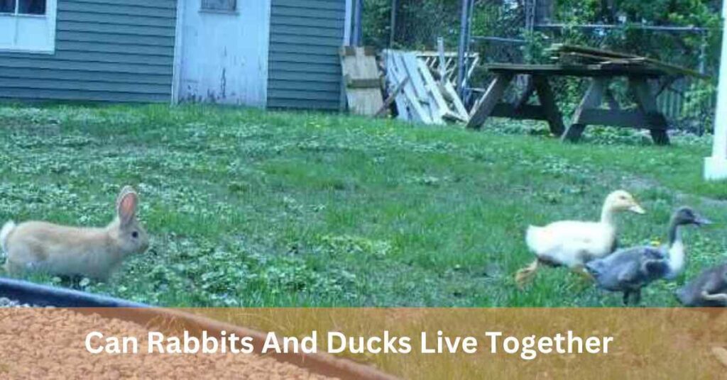 Can Rabbits And Ducks Live Together