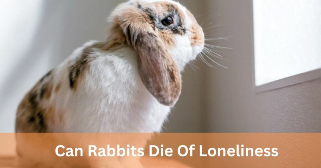 Can Rabbits Die Of Loneliness