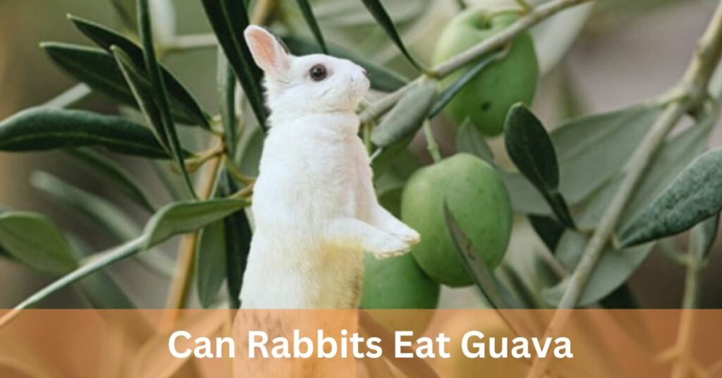 Can Rabbits Eat Guava