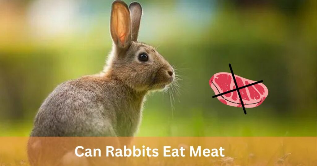 Can Rabbits Eat Meat