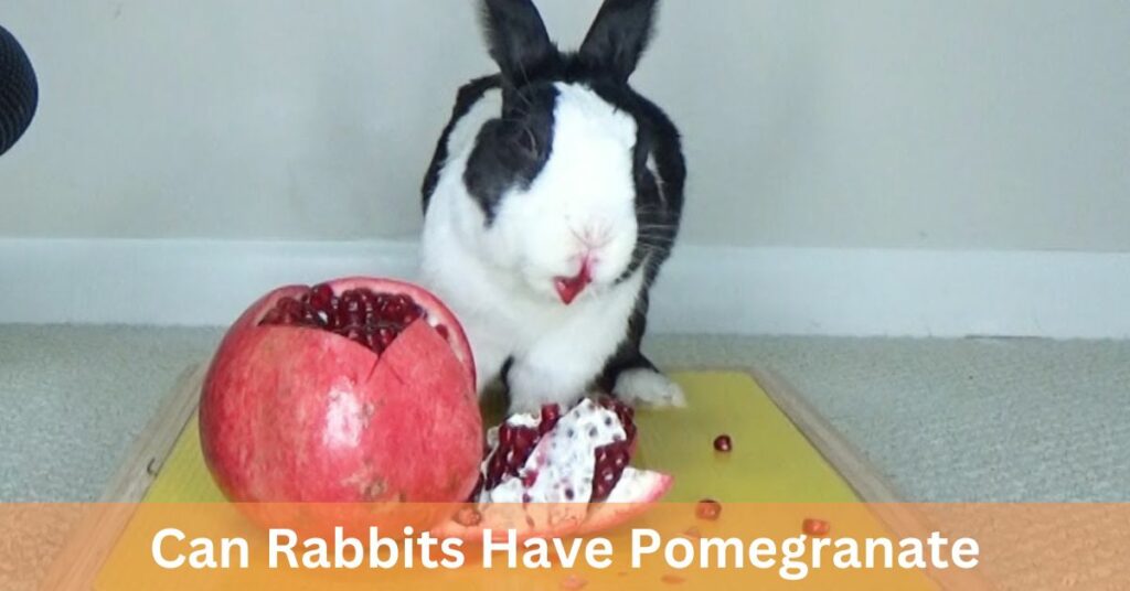 Can Rabbits Have Pomegranate