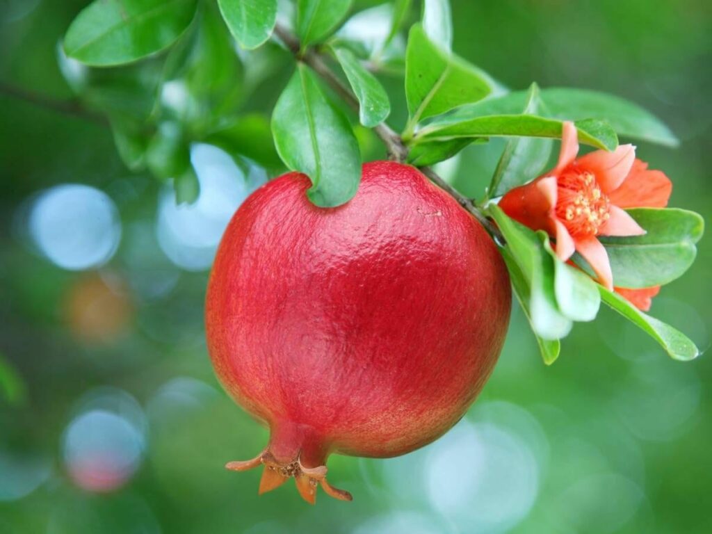 Can Rabbits Have Pomegranate Leaves
