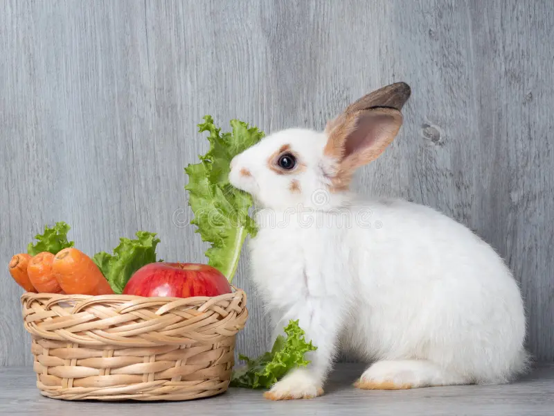 Can Rabbits Survive On A Diet Of Only Carrots