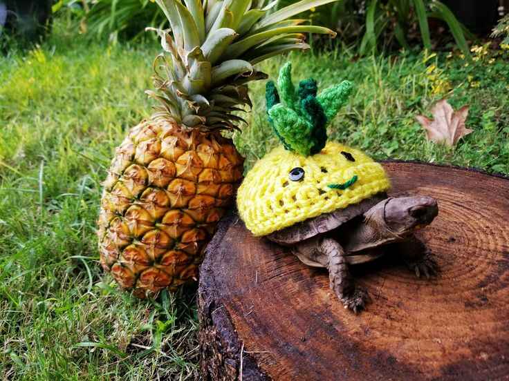 Can Sulcata Tortoises Eat Pineapple downsides