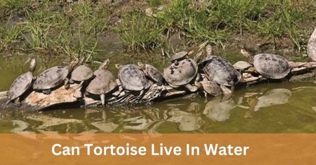 Can Tortoise Live In Water