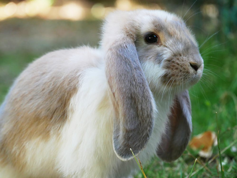 Characteristics Of Rabbit With Long Ears 