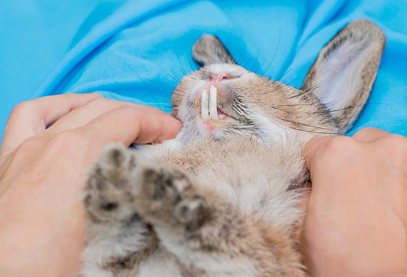 Dental problem in rabbits