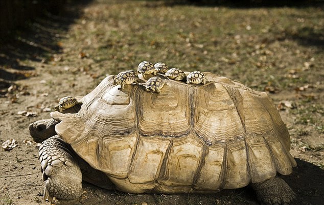 Do Baby Tortoises Need Their Mother