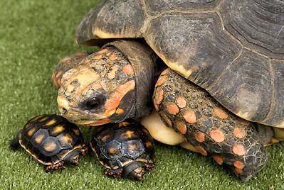 Do Tortoises Care For Their Young