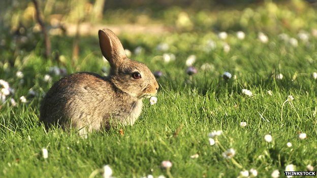 Do wild rabbits have larger ears than domestic rabbits