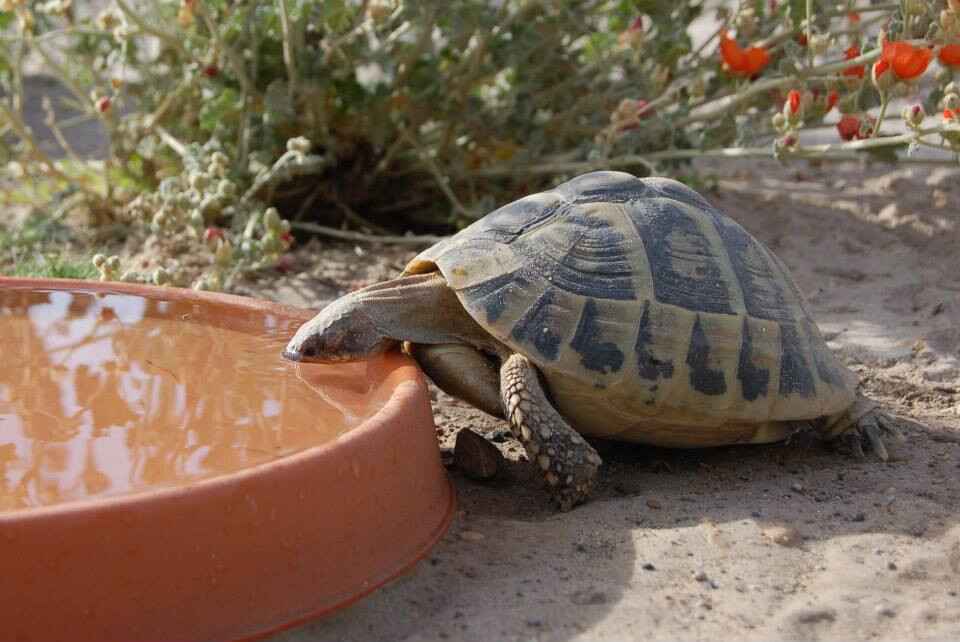 Does A Tortoise Need Water To Survive