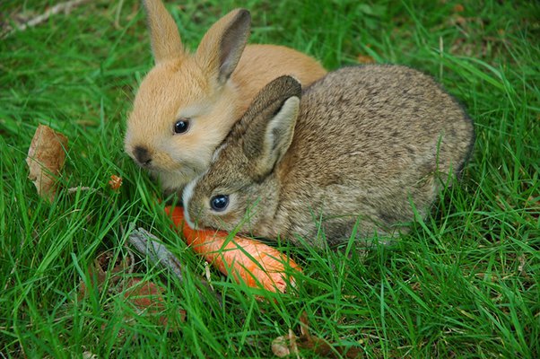 Does Feeding Rabbits Too Many Carrots Harm Them