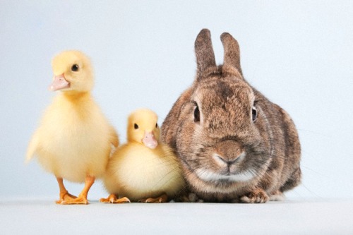 Ducks And Rabbits On A Normal Coop