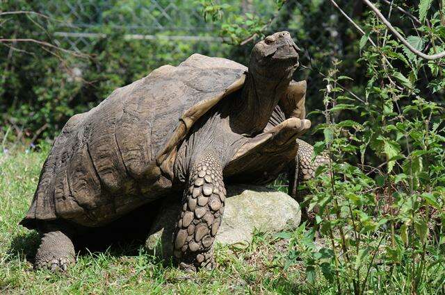 Habitat and Behavior