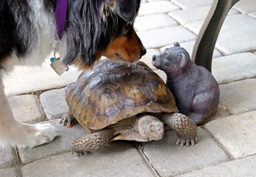 How Do Tortoises And Dogs Use Their Intelligence Differently In The Wild