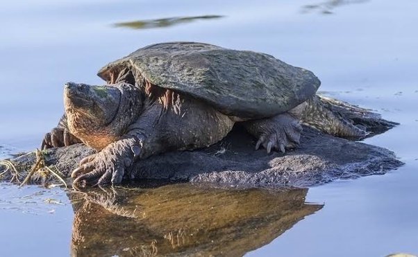 How Long Can A Tortoise Stay In Water