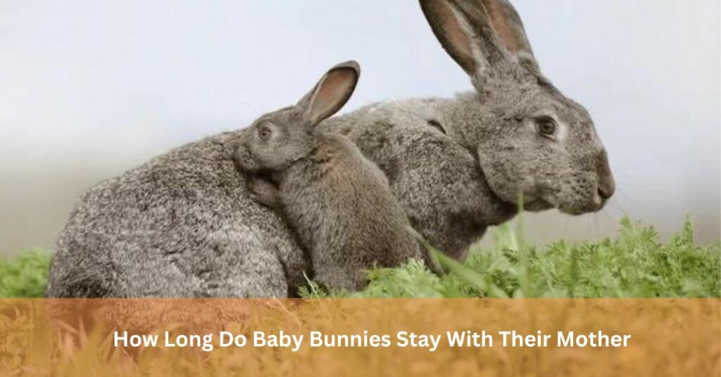 How Long Do Baby Bunnies Stay With Their Mother