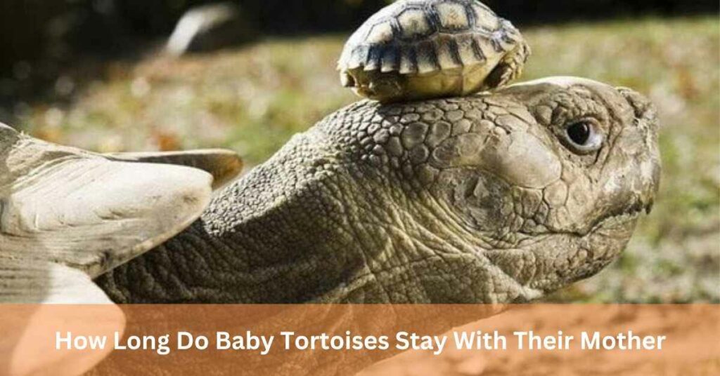 How Long Do Baby Tortoises Stay With Their Mother