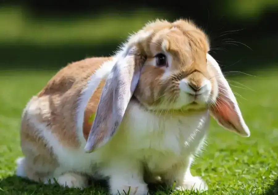 How Long Do Lop Eared Rabbit Live