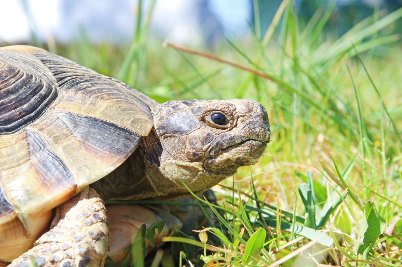 How Smart Are Tortoises