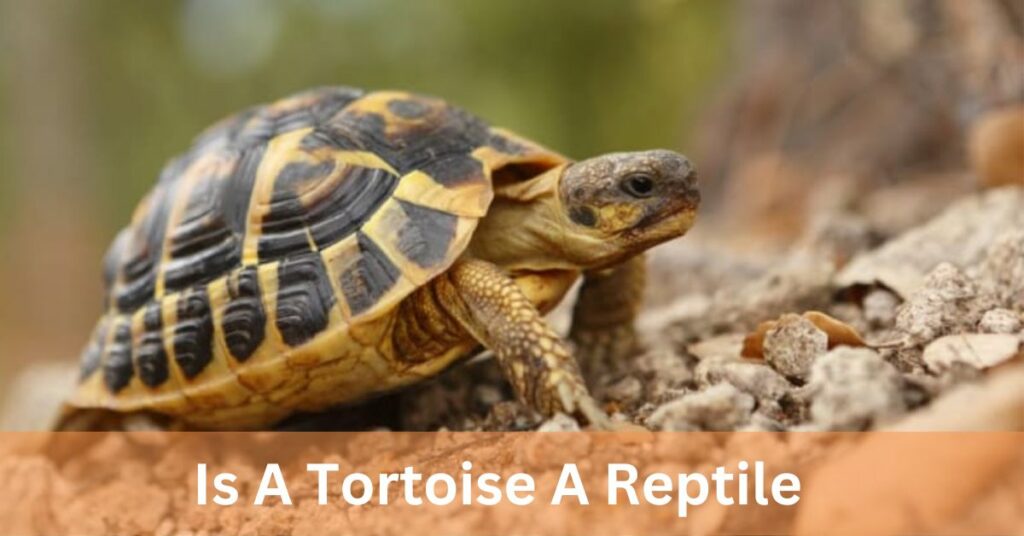 Is A Tortoise A Reptile