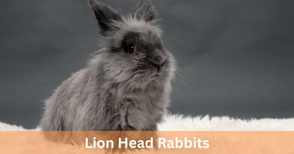 Lion Head Rabbits