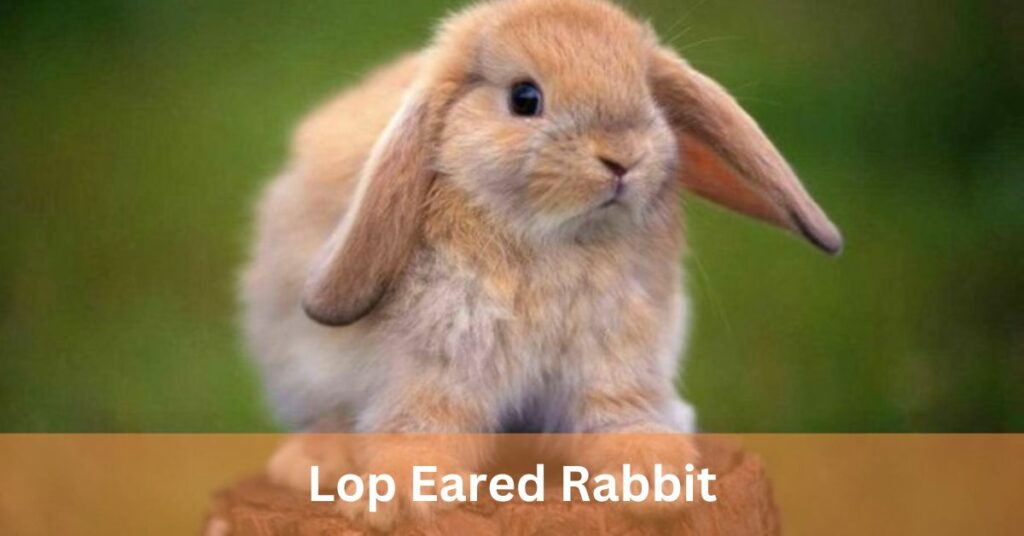 Lop Eared Rabbit