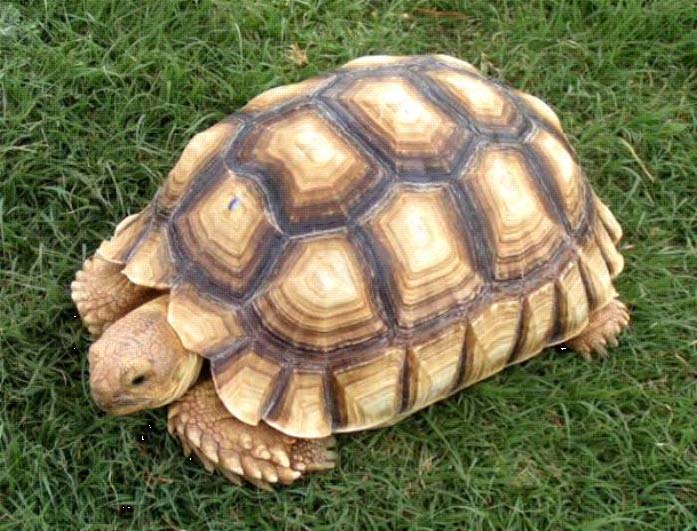 Physical Characteristics Of Sulcata Tortoises