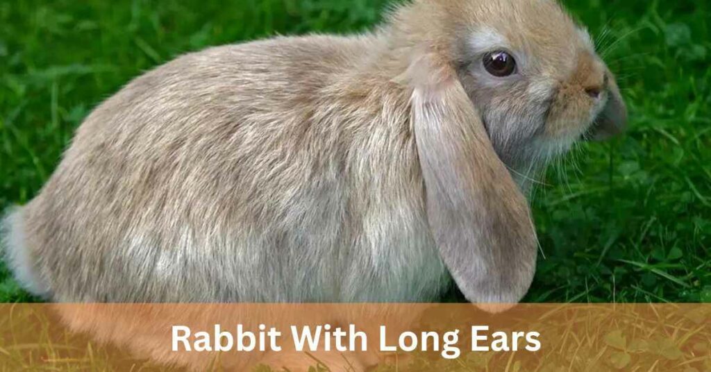 Rabbit With Long Ears