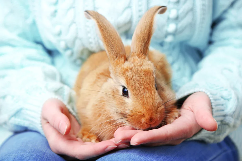 Risks Associated With Feeding Guava To Rabbits