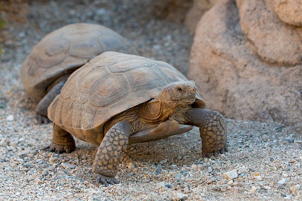 Similarities Between Sulcata And Desert Tortoises