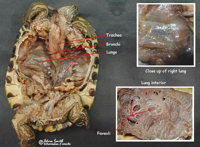 Simple Respiratory System