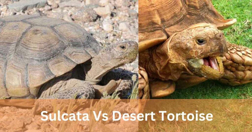 Sulcata Vs Desert Tortoise