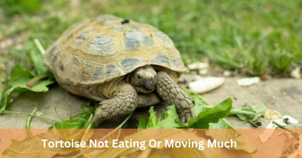 Tortoise Not Eating Or Moving Much