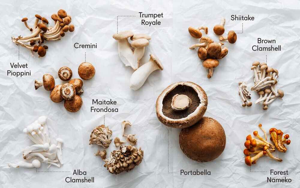 Types Of Mushrooms Safe For Tortoises