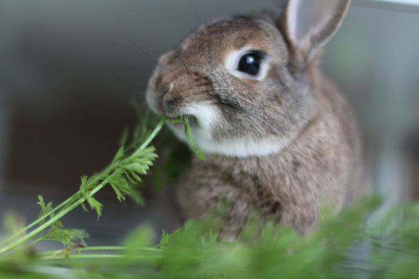 Understanding Rabbit Diets