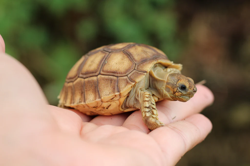 What Are Common Dietary Problems With Sulcata Tortoises