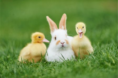 What Are The Benefits Of Keeping Rabbits And Ducks Together