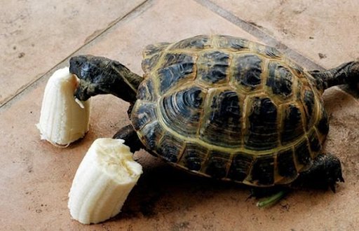 What Fruits Are Safe For Sulcata Tortoises To Eat