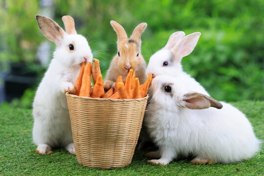 What Happens If Rabbits Eat Too Many Carrots