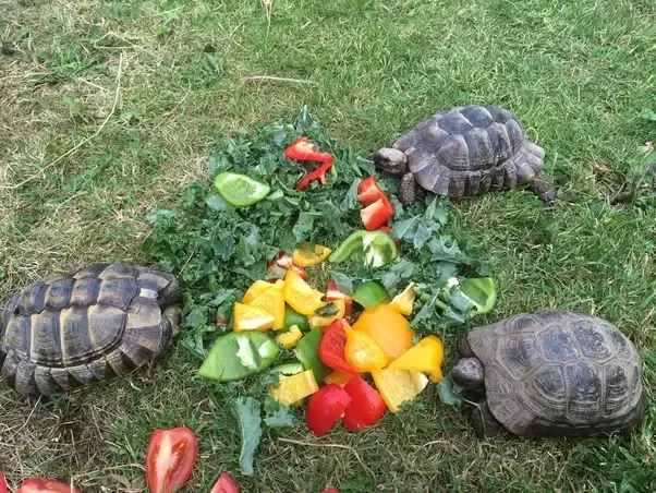 When Can I Feed Pineapple To My Sulcata Tortoise