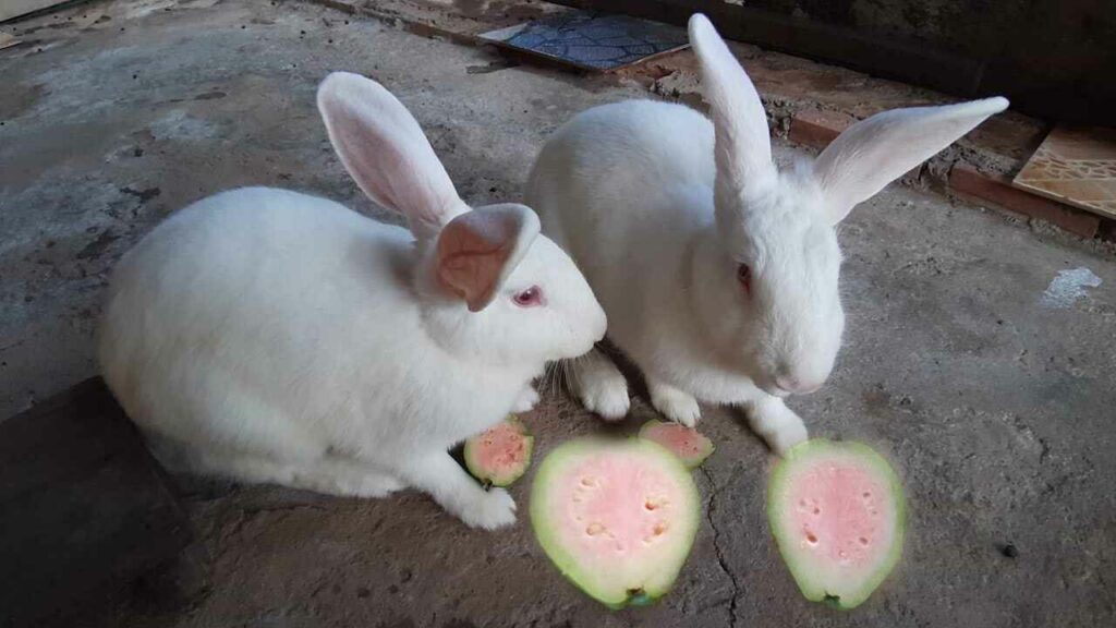 When Is It Safe To Give Guava To My Pet Rabbit